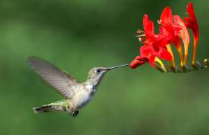 Колибри не важен внешний вид и яркость цветков. Эти птички предпочитают запоминать самые вкусные цветки по расположению. Фото: http://science.compulenta.ru