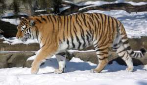 Амруский тигр. Фото: ru.wikipedia.org