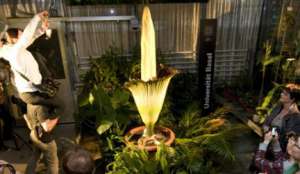 В США расцвел «трупный» цветок. Фото: EPA