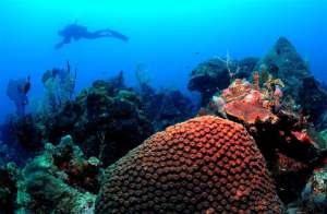 От подкисления океана пострадают прежде всего колонии кораллов. (Фото University Of Miami / AFP / Getty Images.)