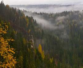 Амурские леса. Фото: http://novayagazeta-vlad.ru