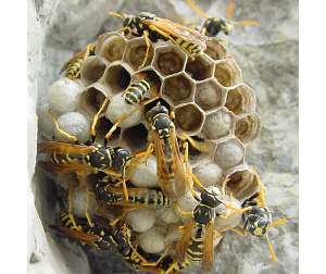 Бумажные осы Polistes dominulus на гнезде. Изображение с сайта www.amentsoc.org
