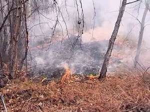 В Приморском крае за сутки зарегистрировано четыре лесных пожара. Фото: Вести.Ru