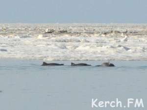 В Крыму во льдах застряли до 100 дельфинов. Фото: http://kerch.fm