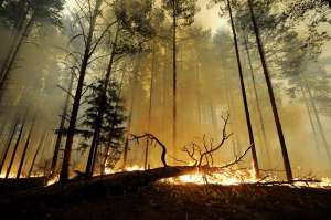 Лесные пожары в Подмосковье. Фото: http://www.etoday.ru