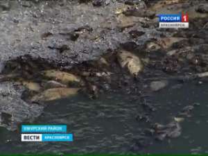 В Ужурском районе гибнет уникальное озеро. Фото: Вести.Ru
