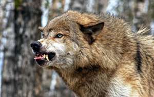 Бешеный волк. Фото: http://world.fedpress.ru
