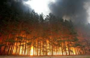 Лесные пожары. Фото: http://the-day-x.ru