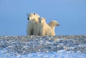 Белые медведи в Арктике. Фото: http://www.nastol.com.ua