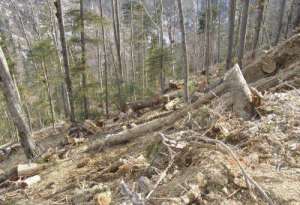 Незаконная рубка леса. Фото: http://www.transparentworld.ru