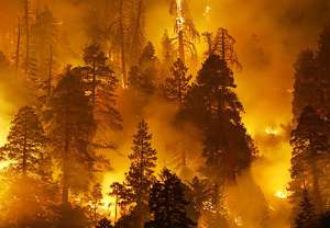 Лесной пожар. Фото: http://fedpress.ru