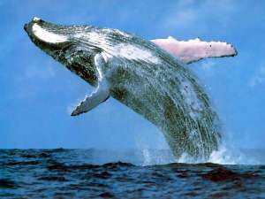 Горбатый кит. Фото: http://www.kartinki24.ru