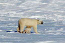 Белые медведи. Фото: WWF
