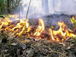 Природные пожары. Фото: http://www.allrussiatv.ru
