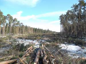 Вырубка Цаговского леса. Фото: http://www.novayagazeta.ru