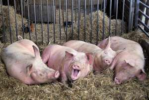 Свиной муцин эффективно нейтрализует широкий спектр вирусных агентов. (Фото Scientific American.)