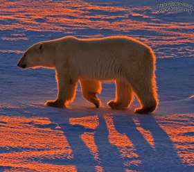 Белые медведи — полярные жители, охотники на тюленей, превосходно приспособлены к арктическим льдам; по свидетельству ядерных генов, становление адаптаций произошло по крайней мере 600 тысяч лет назад. Изображение с сайта www.komar.org