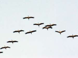 Перелетные птицы. Фото: http://nayki.ru