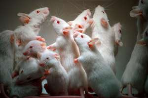 Лабораторные белые крысы. Фото: http://animalpicture.ru
