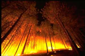 Лесной пожар. Фото: http://tlt.ru