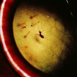 Муравей Camponotus schmitzi ныряет за личинкой комара, оказавшейся в кувшине непентеса. (Фото Otopteryx.)