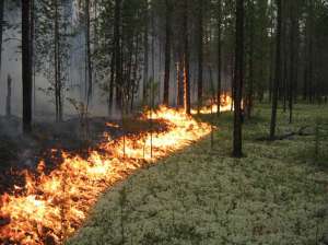 Лесной пожар. Фото: http://www.1562.kharkov.ua