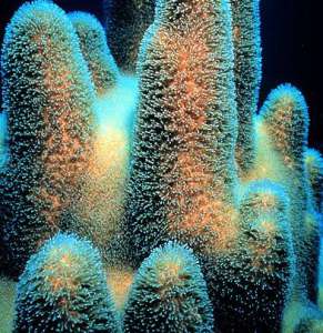 Личинки кораллов перестают узнавать любимые водоросли. Фото: Наука и Жизнь