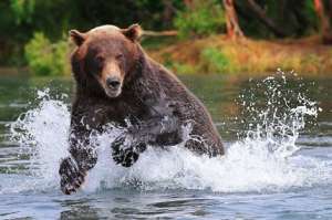 Медведь на Камчатке. Фото: http://www.stfond.ru