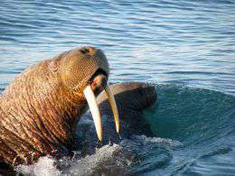 Атлантический морж - самый уязвимый к нефтегазовой экспансии вид. Фото: WWF 