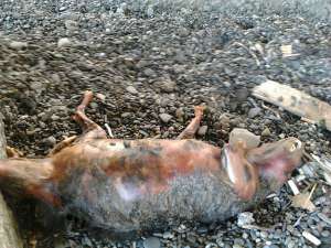 Труп неизвестного животного нашли на пляже в Сочи. Фото: ЮГА.ру