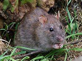 Крыса. Фото: ВикипедиЯ