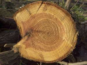 Кольца дерева. Фото: http://www.penza-trade.ru