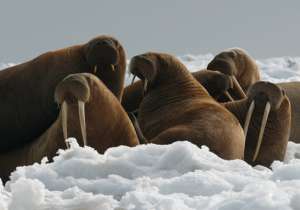 Моржи в Арктике. Фото: http://zoofayna.ru