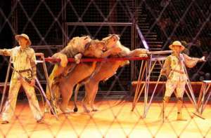 Львы в цирке. Фото: http://www.segodnya.ua