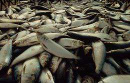 6 сахалинских компаний вступили в клуб экологически ответственного рыболовства. Фото: WWF 