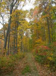 Листопадный лес осенью. Парк Гарримана (Harriman State Park), штат Нью-Йорк. Фото Duncan N. L. Menge с сайта nceas.ucsb.edu