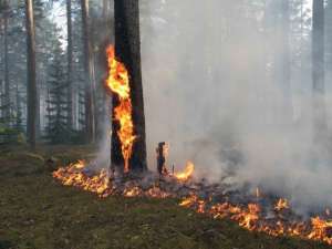 Лесной пожар на Дальнем Востоке. Фото: http://yarreg.ru