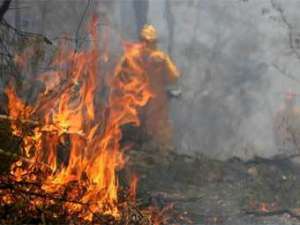 Лесные пожары. Фото: http://lenta.ru
