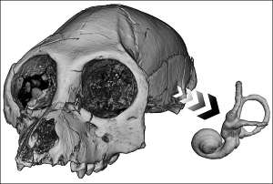 Череп и костный лабиринт вымершей узконосой обезьяны Aegyptopithecus zeuxis (изображение авторов работы).