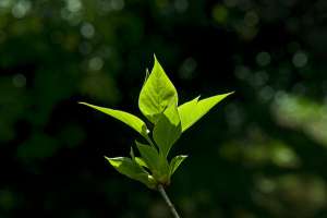 Спиралевидное расположение листьев, необходимое для наибольшего доступа света, приводит к асимметрии в строении самих листьев. (Фото LensScaper.)