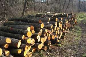 Незаконные вырубки леса. Фото: http://www.yugopolis.ru