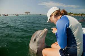 Дельфин, дельфин, почему у тебя такой большой мозг? (Фото Stuart Westmorland Photography.)