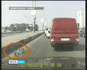 Омские орнитологи предлагают защищать уток от гибели на дорогах. Фото: Вести.Ru