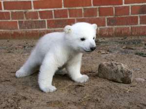 Белый медвежонок. Фото: http://pitomec.ru