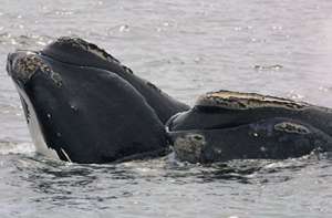 Североатлантические гладкие киты Eubalaena glacialis. Изображение с сайта www.constantinealexander.net