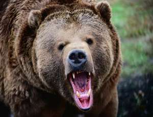 Четырех медведей отстрелили на юге Сахалина. Фото: Новый Регион