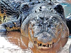 Филиппинский крокодил попал в книгу Гиннеса как самый крупный в мире. Фото: http://world.fedpress.ru
