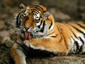 Амурский тигр. Фото: http://tigromania.ru