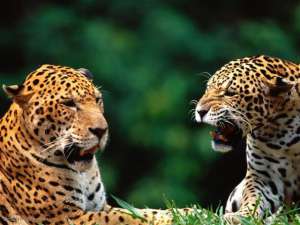Переднеазиатские леопарды. Фото: http://photoslav.ru