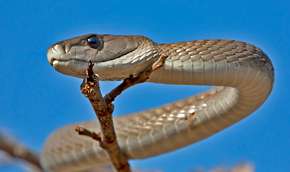 Ежегодно 5 миллионов жителей планеты подвергается укусам ядовитых змей. Фото: http://www.mignews.com